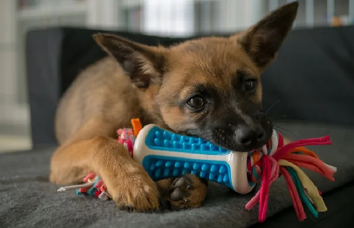 سگ قهوه ای و مشکی در حال جویدن اسباب بازی جویدنی آبی