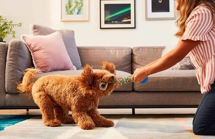 سگ قهوه ای در حال بازی واکشی با صاحبش