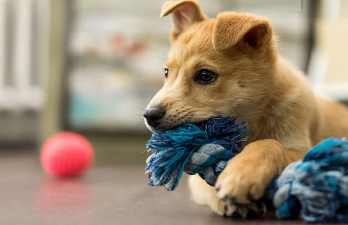 سگ کرم رنگ در حال جویدن اسباب بازی طنابی آبی و سرمه ای