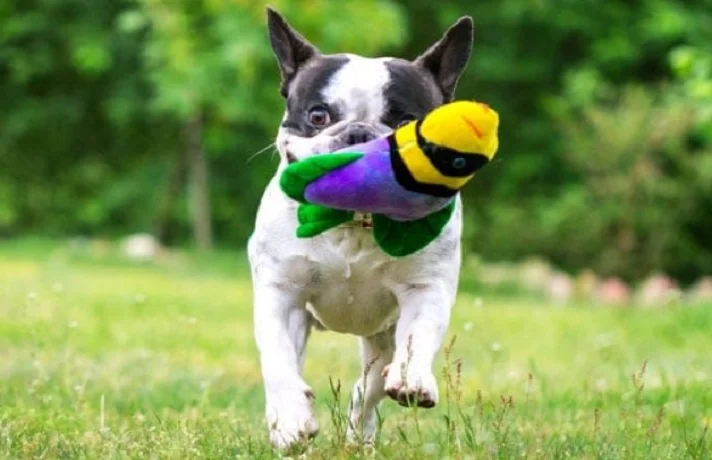 سگ سفید و مشکی در حالی که اسباب بازی مخملی به دهان دارد، در حال دویدن روی چمن است.