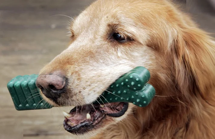 سگ کرم رنگ تشویقی دنتال سبز رنگی را به دندان گرفته است.
