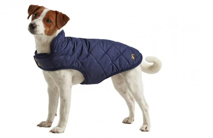 سگ سفید رنگ با سر قهوه ای و کت سرمه ای