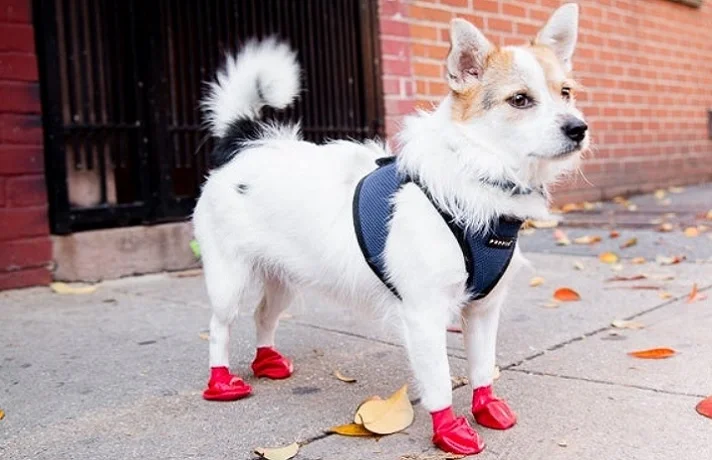 سگ سفید با کت سرمه ای و چکمه های قرمز