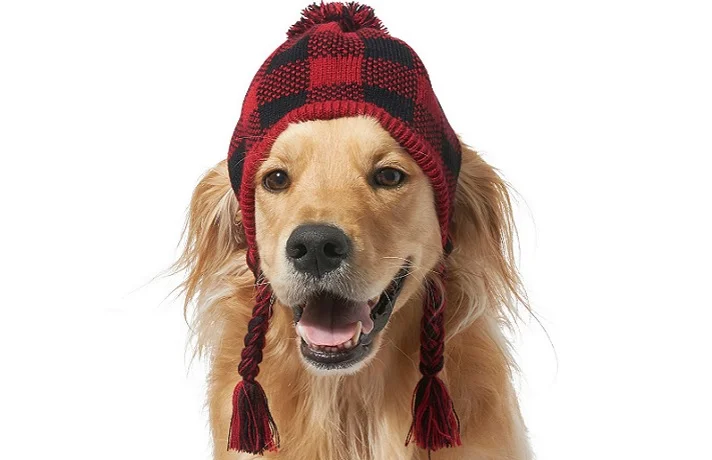 سگ قهوه ای با کلاه منگوله دار مشکی و قرمز