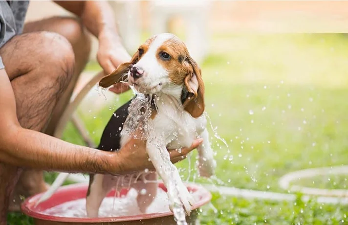 سگ سفید و قهوه ای در حال شسته شدن توسط صاجبش در فضای باز