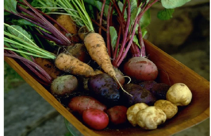 هویج، چغندر و سیب زمینی در یک ظرف چوبی قهوه ای