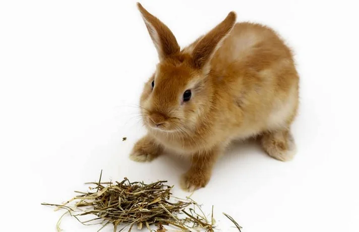 خرگوش قهوه ای در حال خوردن یونجه