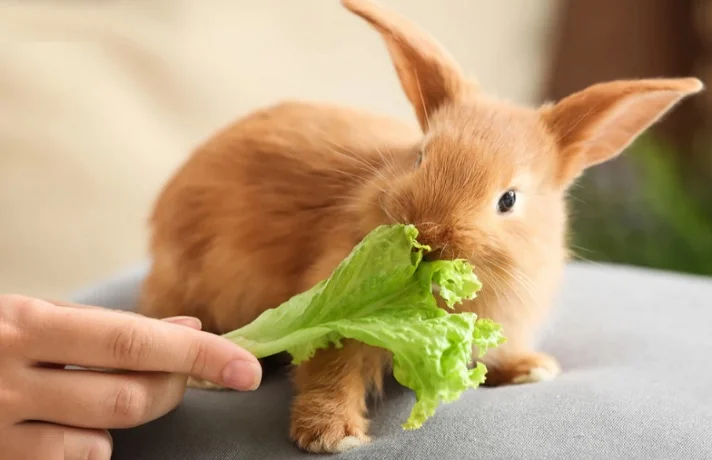 خرگوش کرم رنگ در حال خوردن برگ کاهو