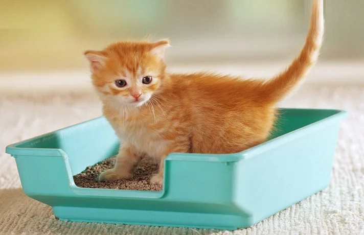 بچه گربه نارنجی نشسته در ظرف خاک