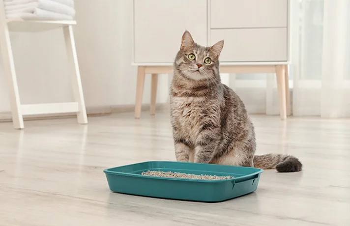 گربه کرم و قهوه ای رنگ در کنار ظرف خاک آبی رنگنشسته در کنار