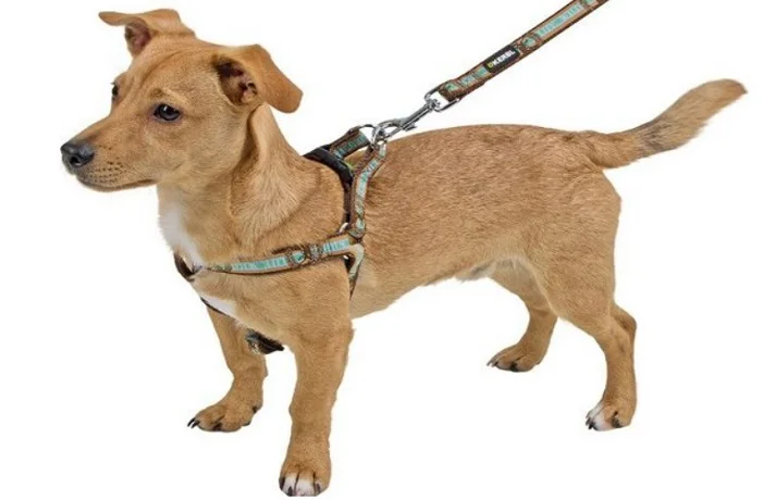 سگ کرم رنگ با قلاده کتفی آبی و قهوه ای