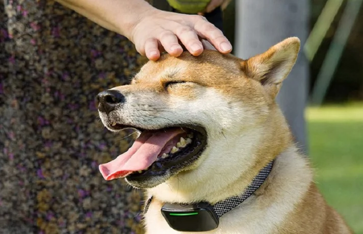سگ سفید با سر کرم رنگ که دست صاحبش در حال نوازش او است و قلاده ضد پارس بسنه.