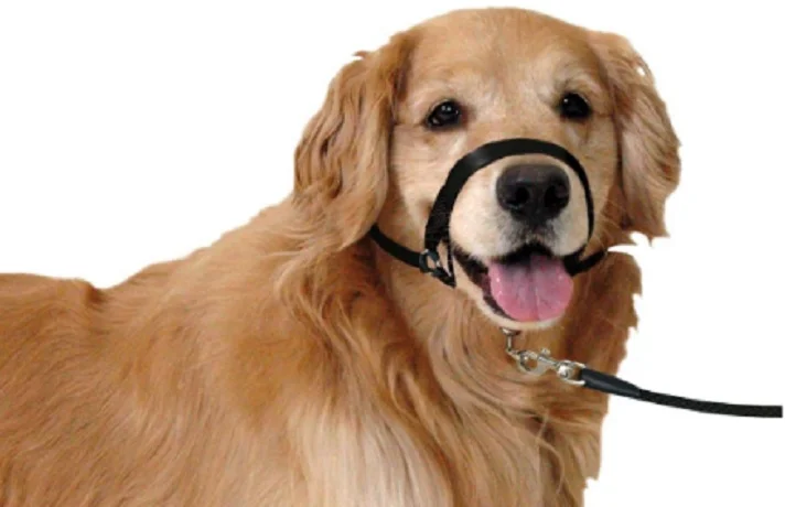 سگ کرم رنگ با قلاده سری که زبان خود را بیرون آورده است.