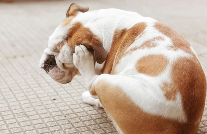 سگ سفید و قهوه ای که دچار کک و کنه شده و پلک چشمش را می خاراند.