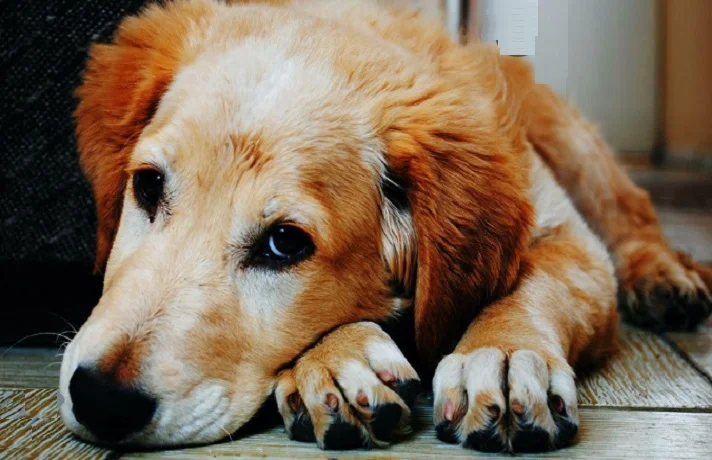 سگ سفید و قهوه ای که روی زمین خوابیده و پنجه هایش نمایان است.