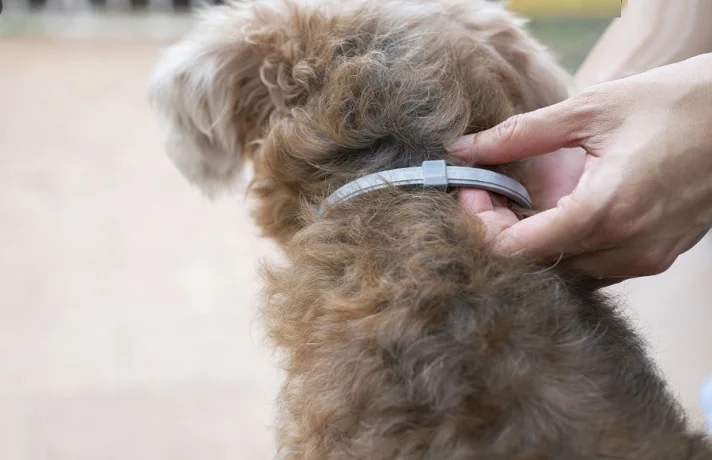 سگ کوچک کرم رنگ با قلاده ضد کک و کنه