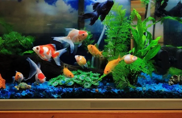 یک آکواریوم آبی با ماهی های قرمز و گیاهان آبزی