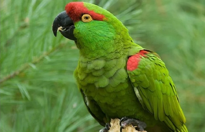 طوطی سبز رنگ با سر قرمز - منقار طوطی مشکی رنگ است