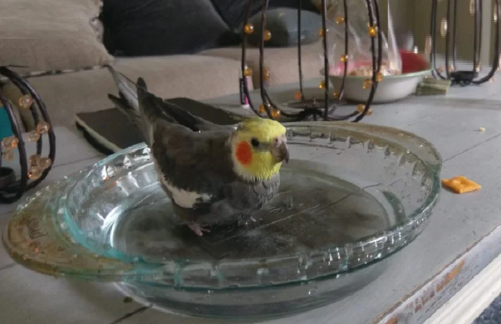 عروس هلندی در حال حمام کردن در یک ظرف آب