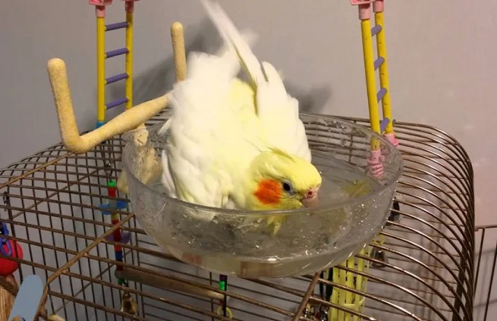 عروس هلندی در حال شستشوی خود در یک ظرف آب روی قفسش