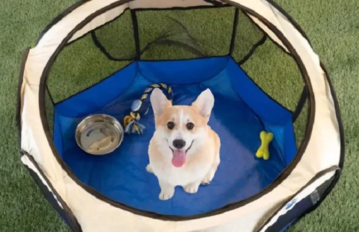 سگ در پارک پارچه ای به رنگ سفید و سرمه ای