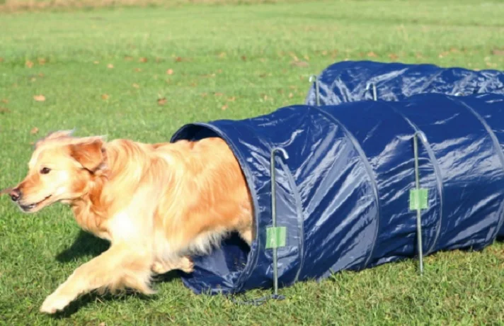 سک در حال بازی در تونل در فضای باز