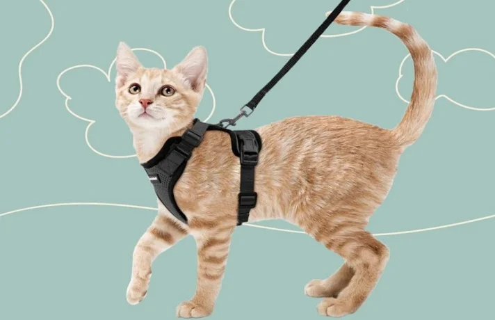 گربه با قلاده کتفی