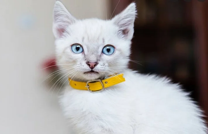 گربه سفید با چشمهای آبی و قلاده زرد به گردن