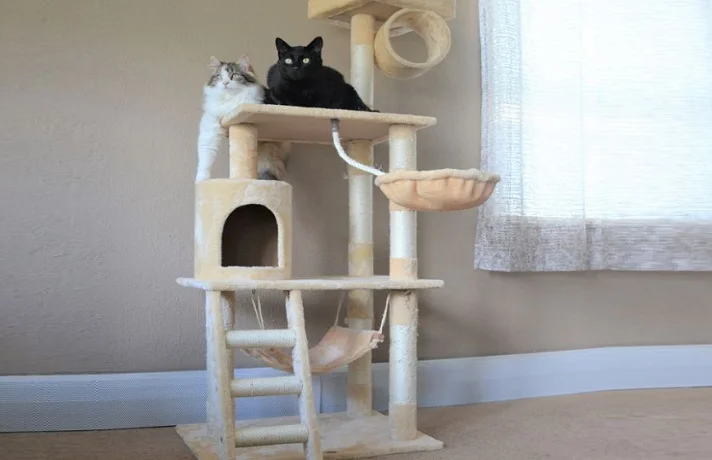 درخت گربه به عنوان جای خواب گربه