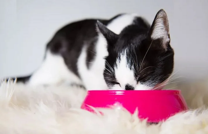 گربه سفید و مشکی در حال تغذیه از کاسه سرخابی