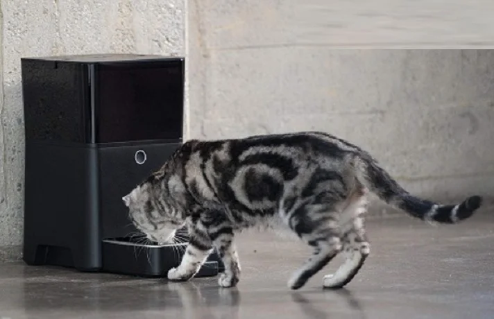 گربه در حال غذا خوردن از ظرف اتوماتیک