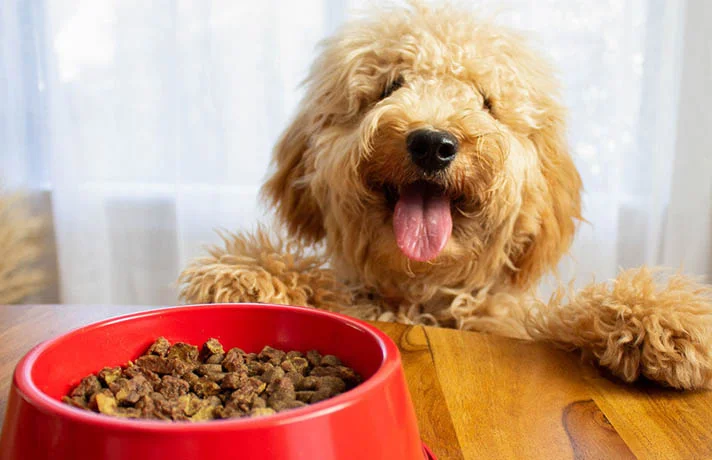 غذای موردعلاقه سگ