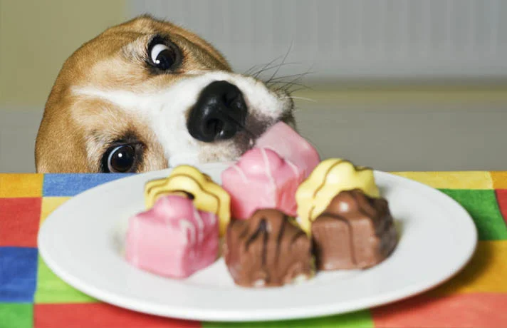 غذاهای ممنوعه سگ