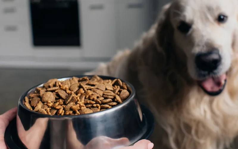 بهترین غذا برای سگ