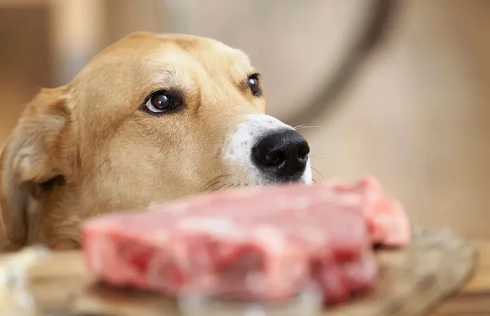 طرز تهیه تشویقی سگ