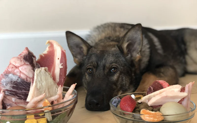 غذای خام برای سگ ژرمن شپرد