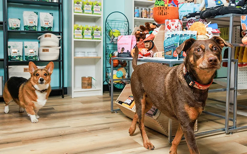 خرید از پت شاپ