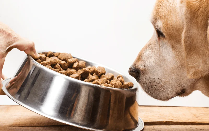 چه زمان بهتر است به سگ غذا بدهیم؟