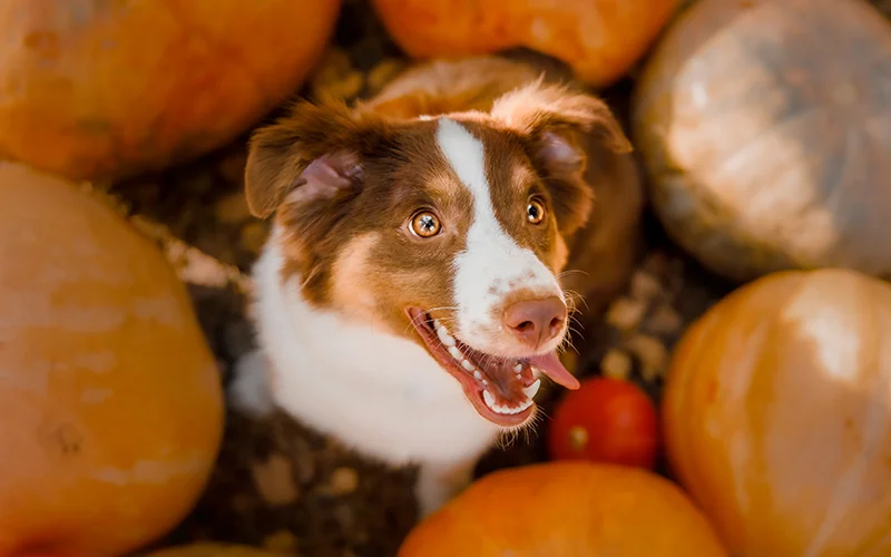 خواص کدو تنبل برای سگ ها