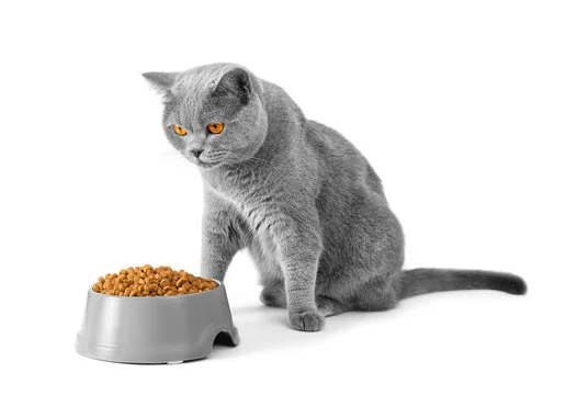 ظرف غذای خشک گربه