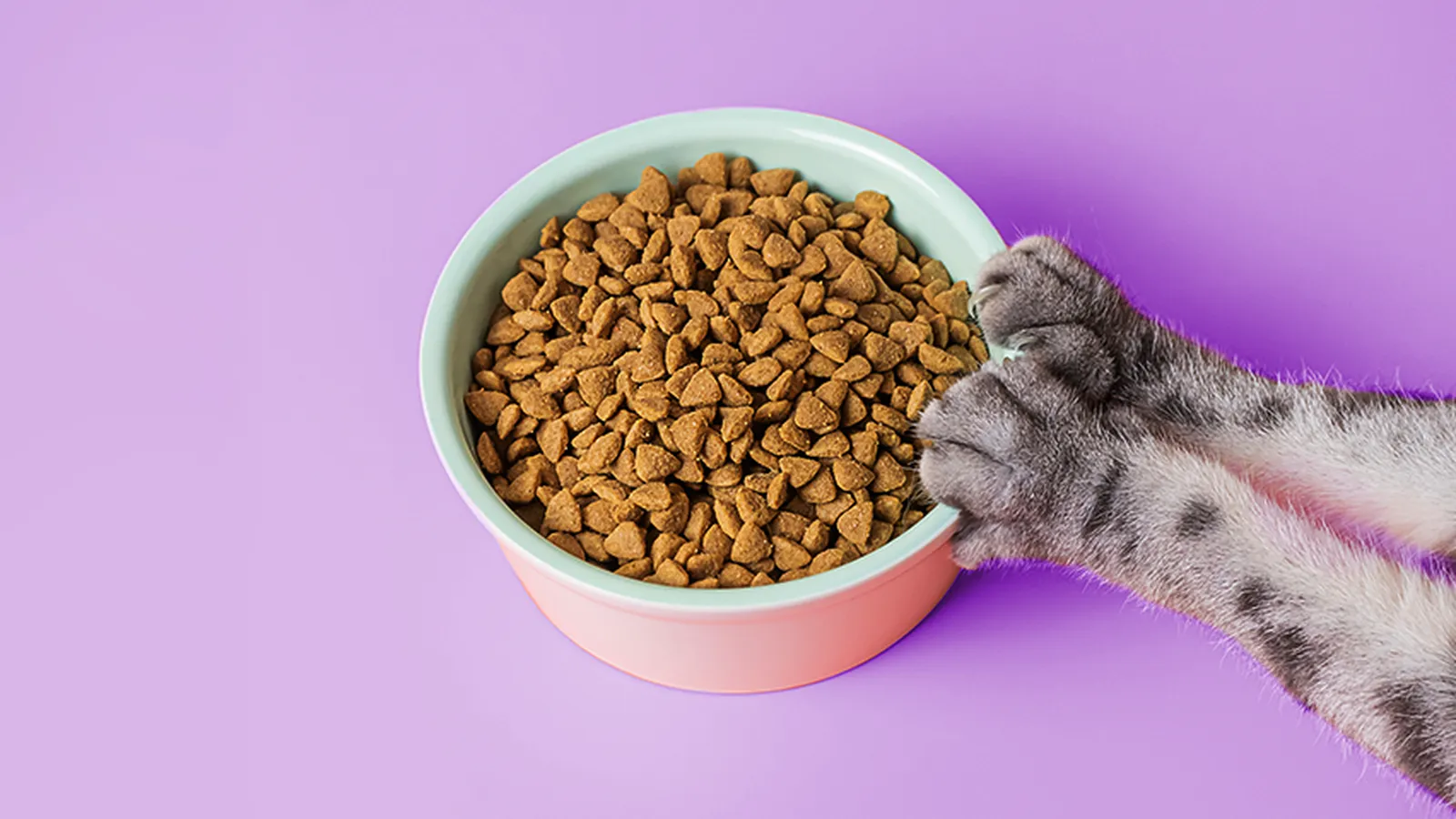 Iranian cat dry food