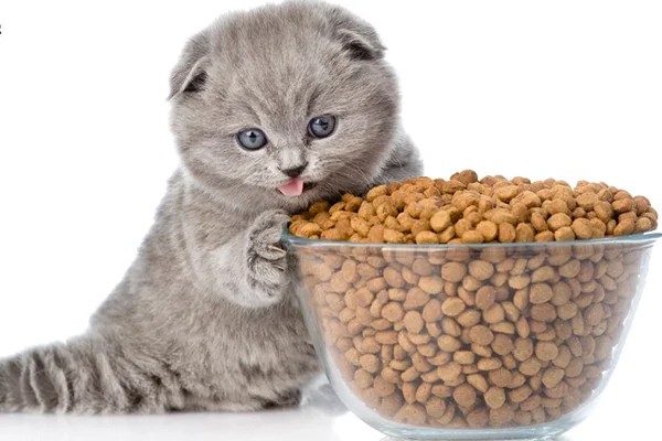BEST CAT FOOD BRANDS FOR SCOTTISH