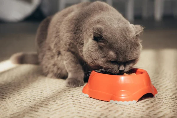 Cute Gary Scottish Fold Cat