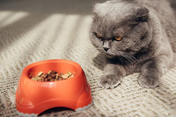 ظرف غذای خشک گربه اسکاتیش