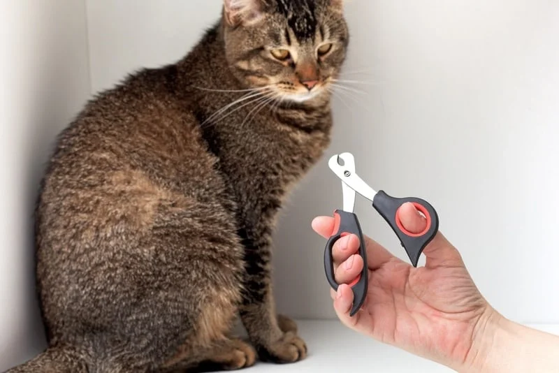cat nail clippers