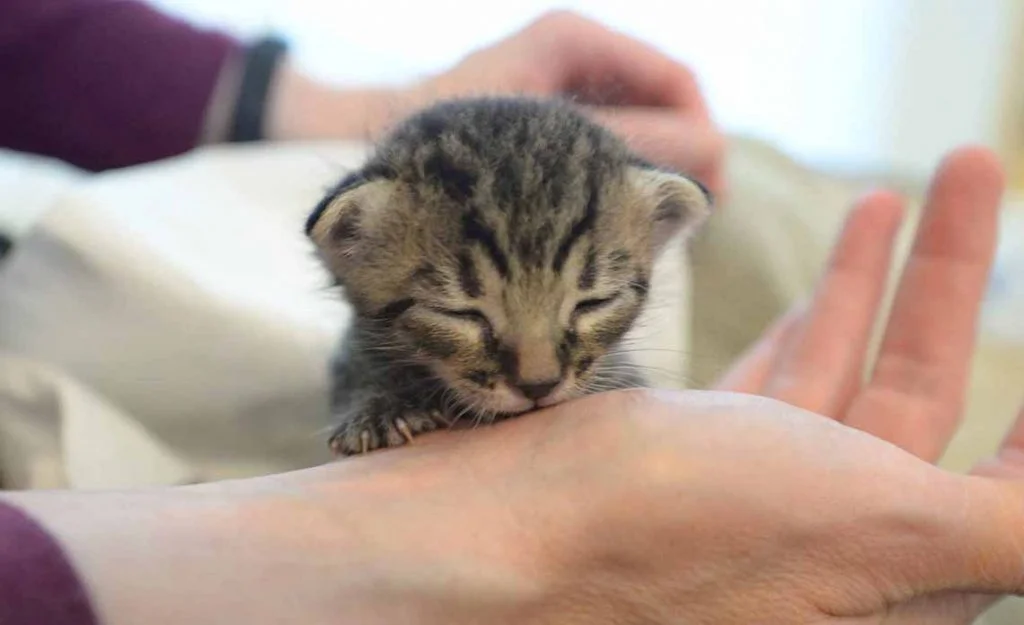 What to do if you find kittens