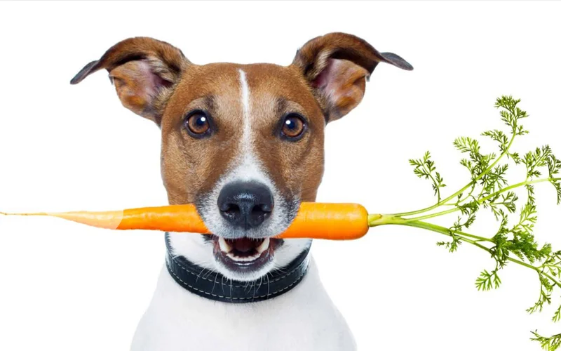 هویج برای سگ خوبه
