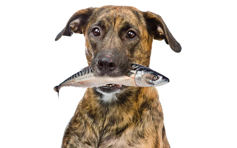 ماهی برای سگ خوب است