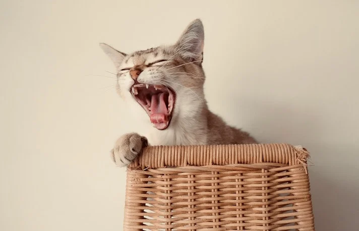 گربه در حال خمیازه کشیدن در سبد