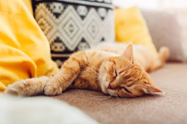 Why Do Cats Sleep So Much?